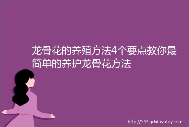 龙骨花的养殖方法4个要点教你最简单的养护龙骨花方法