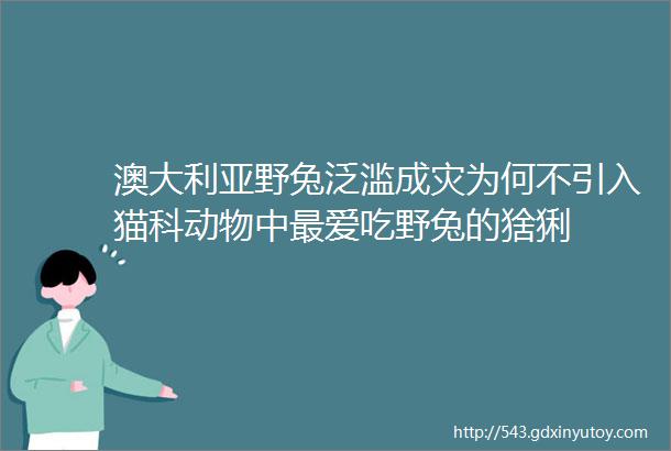 澳大利亚野兔泛滥成灾为何不引入猫科动物中最爱吃野兔的猞猁